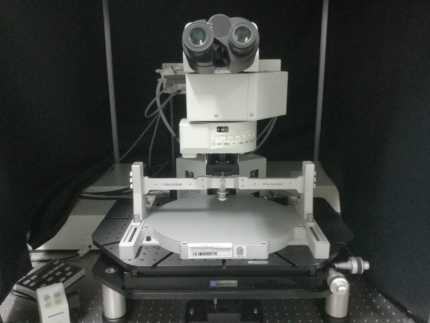 olympus双光子激光共聚焦显微镜